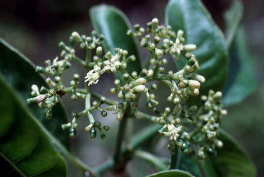 Sivun Psychotria glabrata Sw. kuva