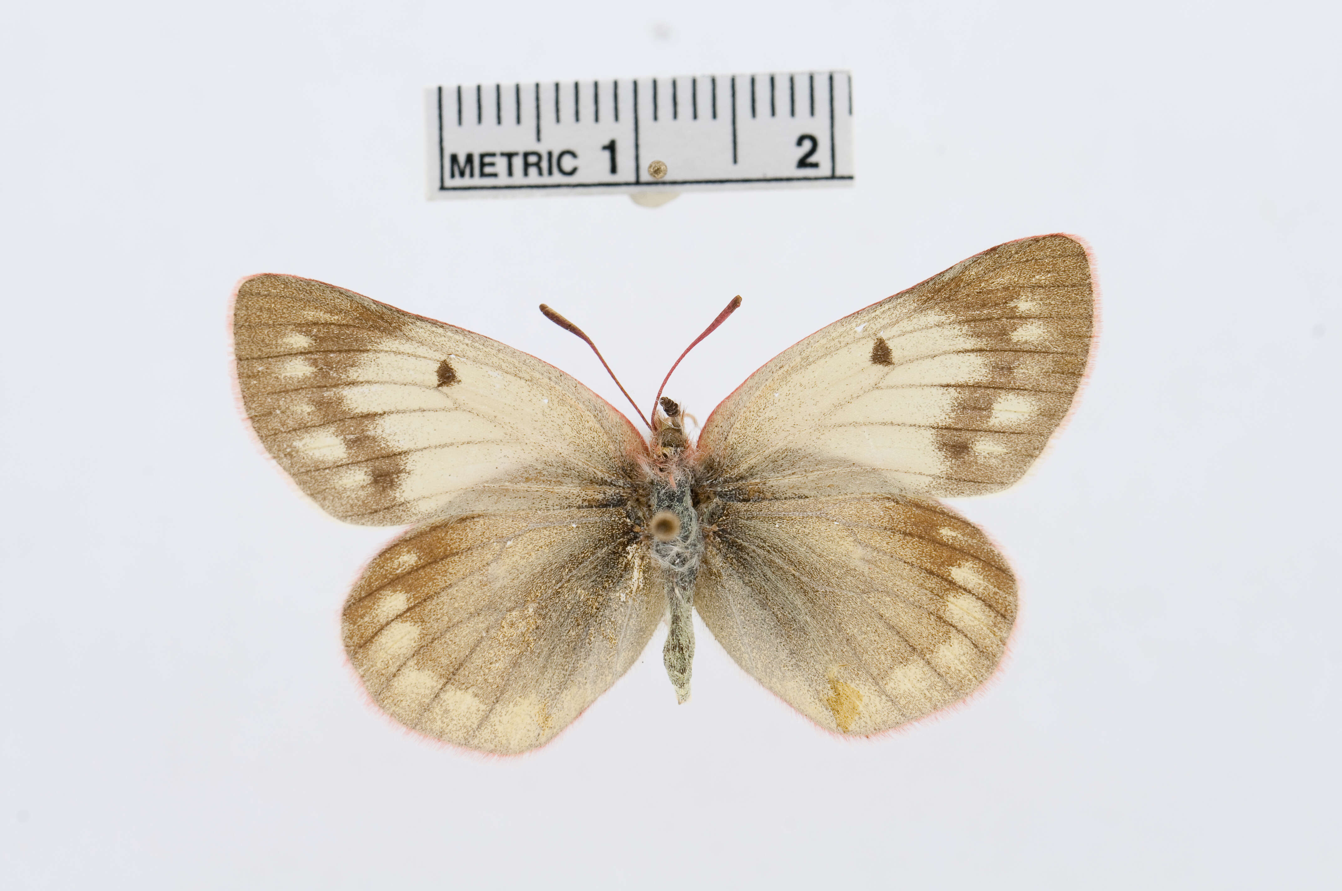 Image of Colias ladakensis Felder & Felder 1865