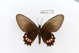 Parides panthonus (Cramer (1780)) resmi