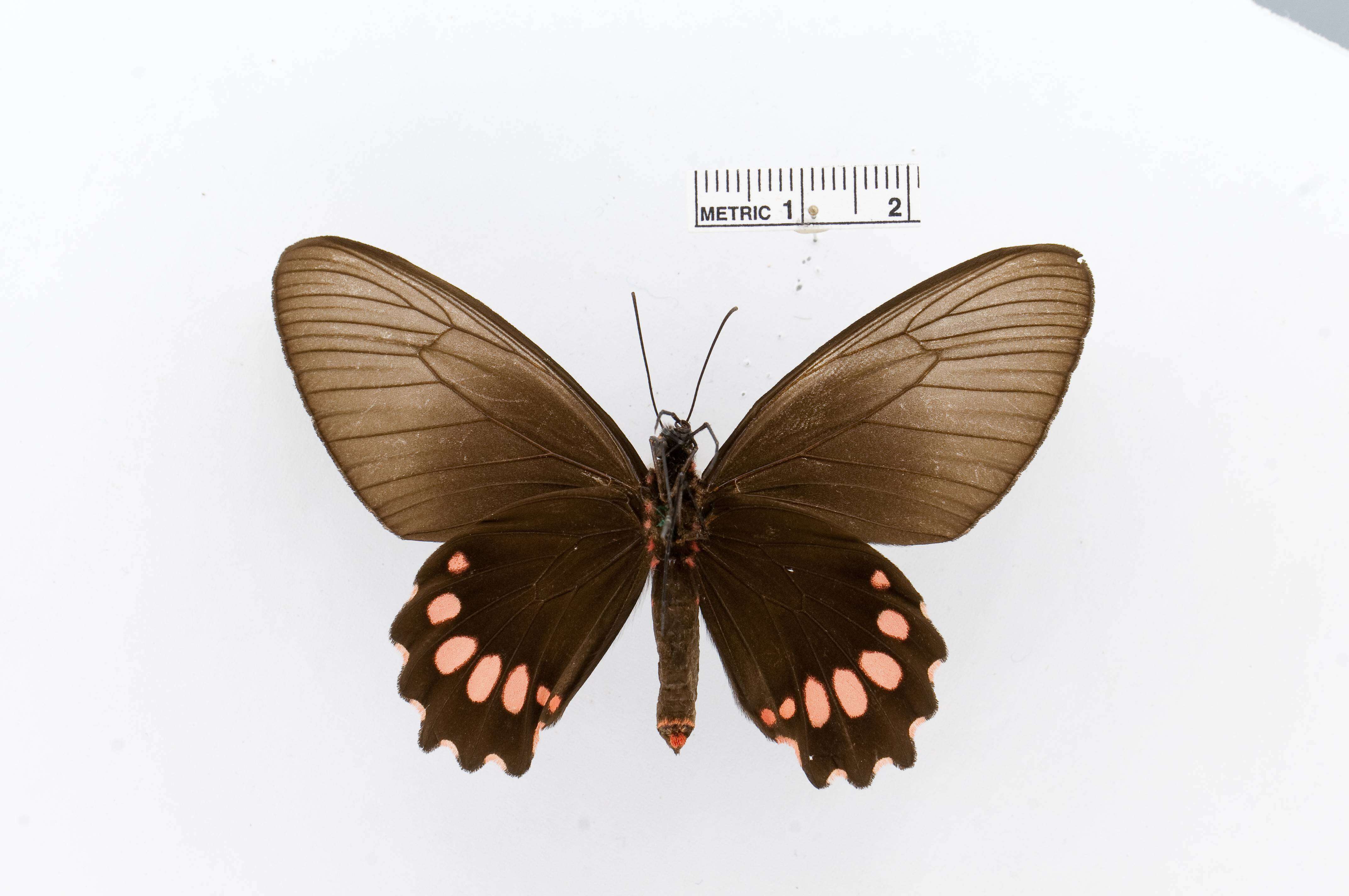 Sivun Parides panthonus (Cramer (1780)) kuva