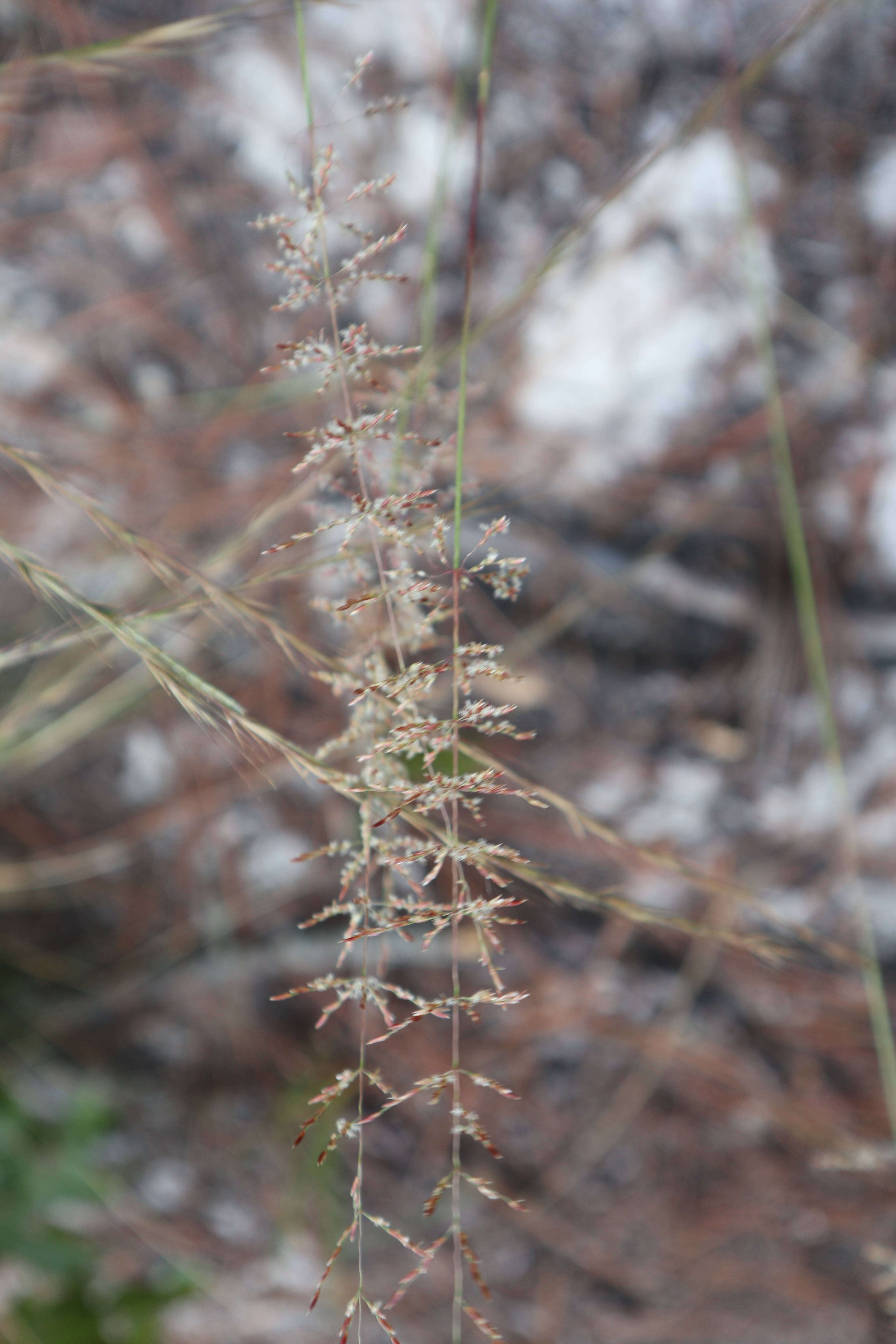 Image of pineywoods dropseed