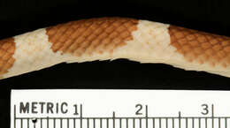 Image of Blanford's Bridal Snake