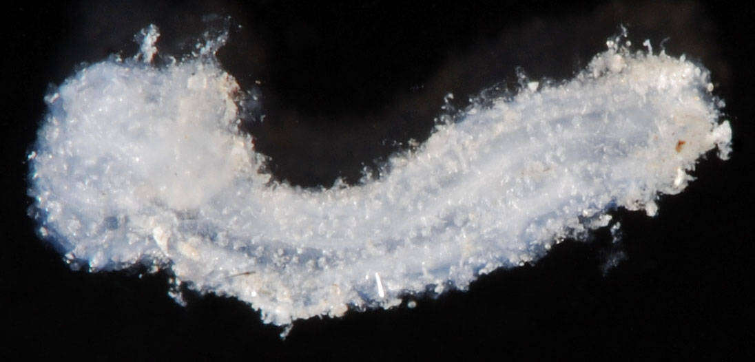 Image of slender footless sea cucumber