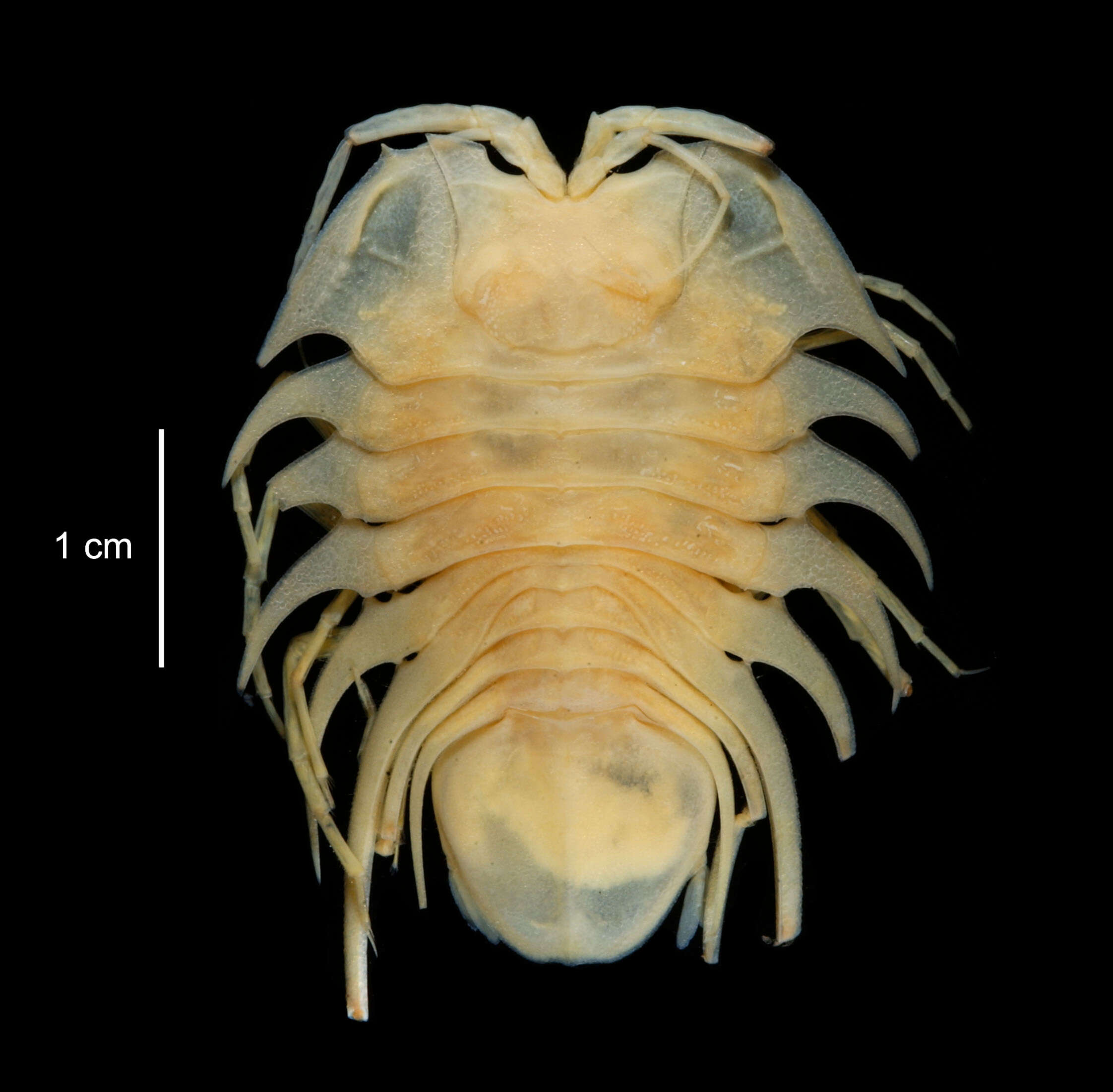 Image of Brucerolis bromleyana (Suhm 1876)