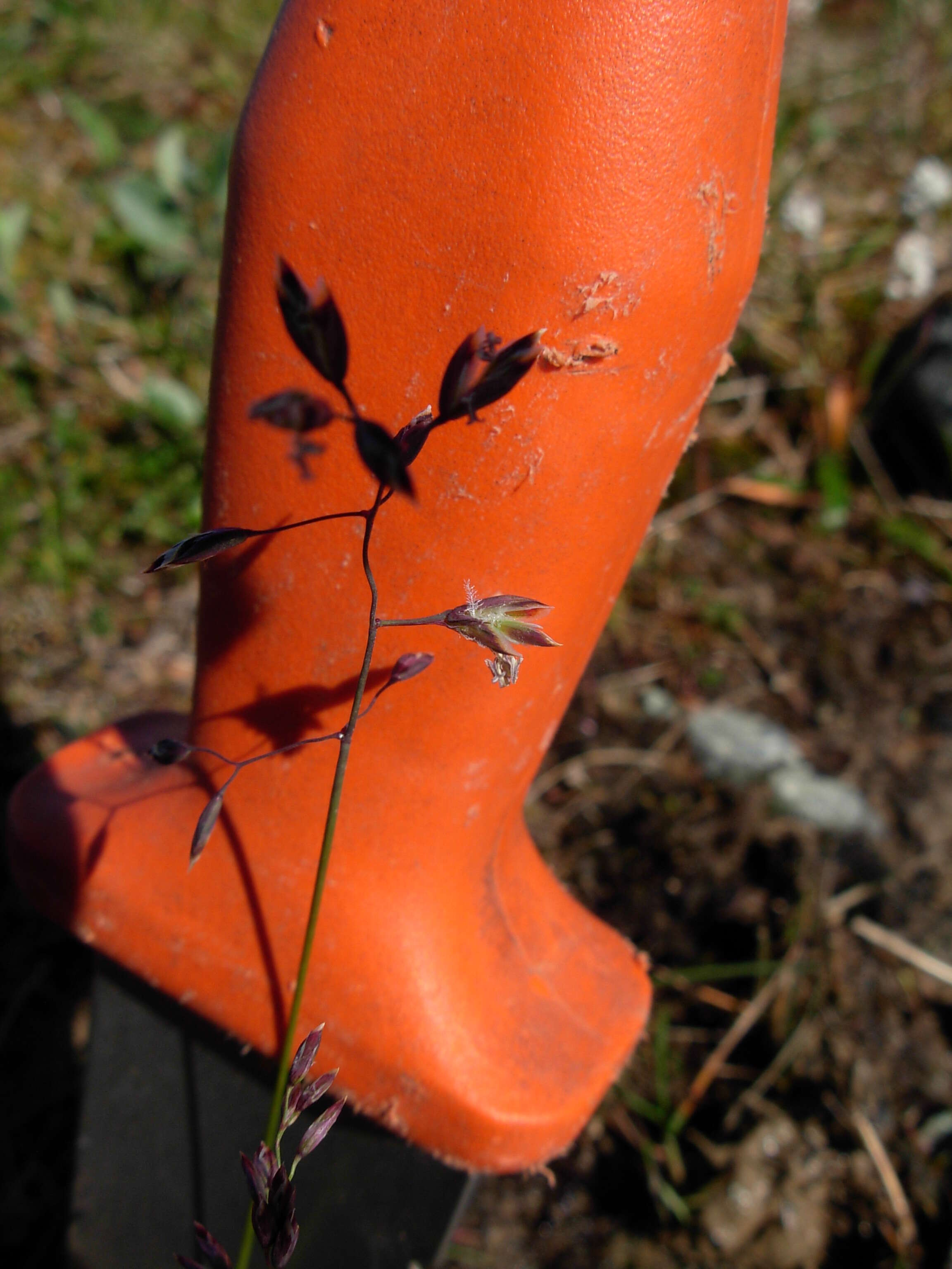 Image of Poa arctica subsp. arctica