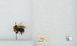 Image de Bombus insularis (Smith 1861)