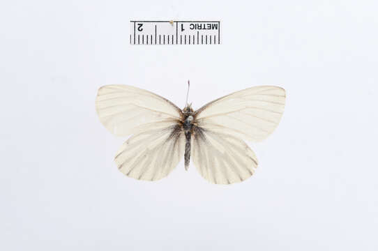 Plancia ëd Pieris napi (Linnaeus 1758)