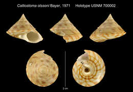 Image of Calliostoma axelolssoni Quinn 1992