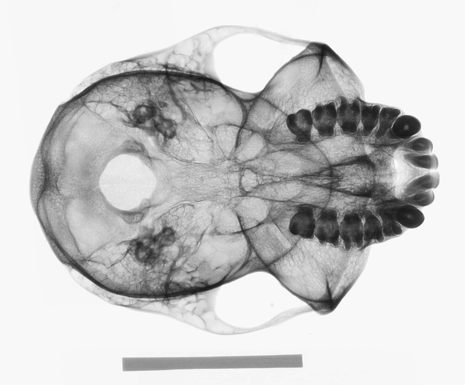 Image of Presbytis sumatrana (Müller & Schlegel 1841)