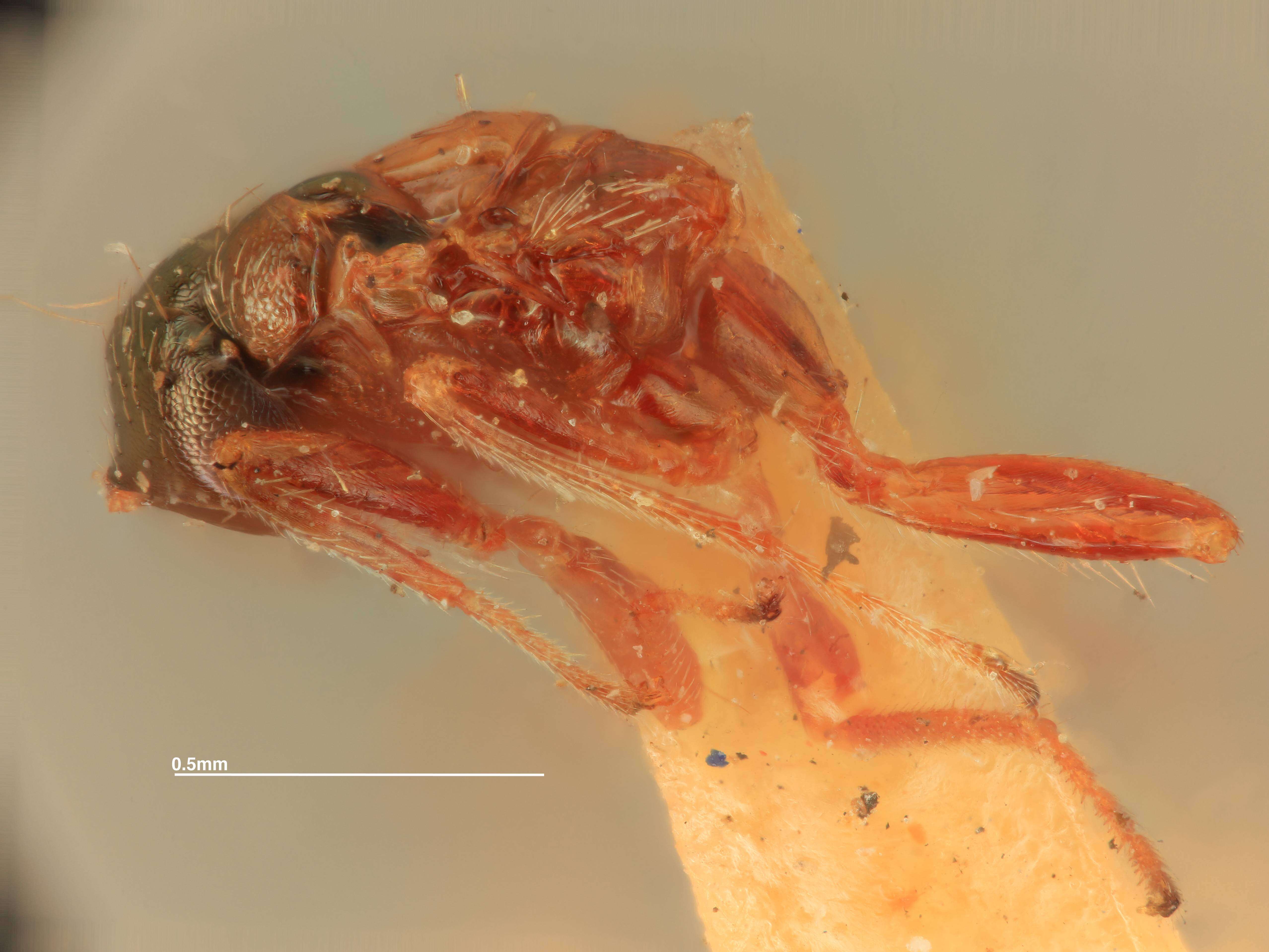 Image of Miotropis nigriceps (Girault 1916)