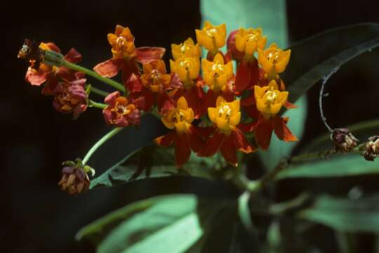 Asclepias curassavica L. resmi