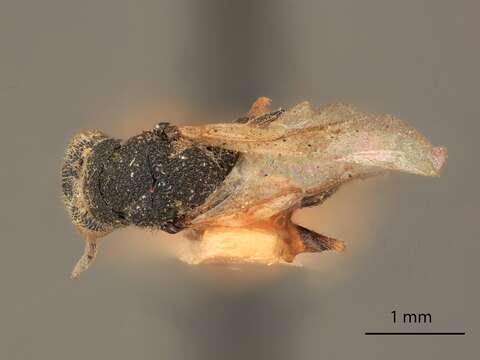 Imagem de Eurytoma acuta ramosa Bugbee 1951