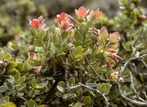 Image de Vaccinium reticulatum Sm.