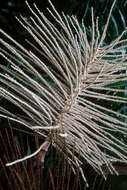 Image of Prestoea acuminata var. montana (Graham) A. J. Hend. & Galeano