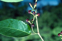 Image of Marsdenia rubrofusca Fourn.