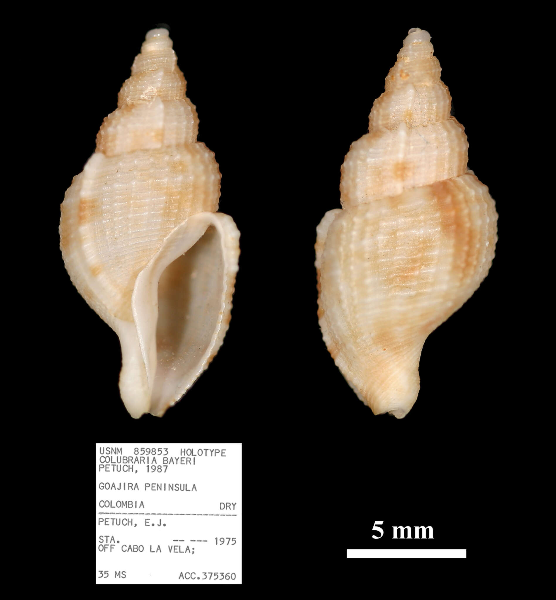 Tritonoharpa bayeri (Petuch 1987)的圖片