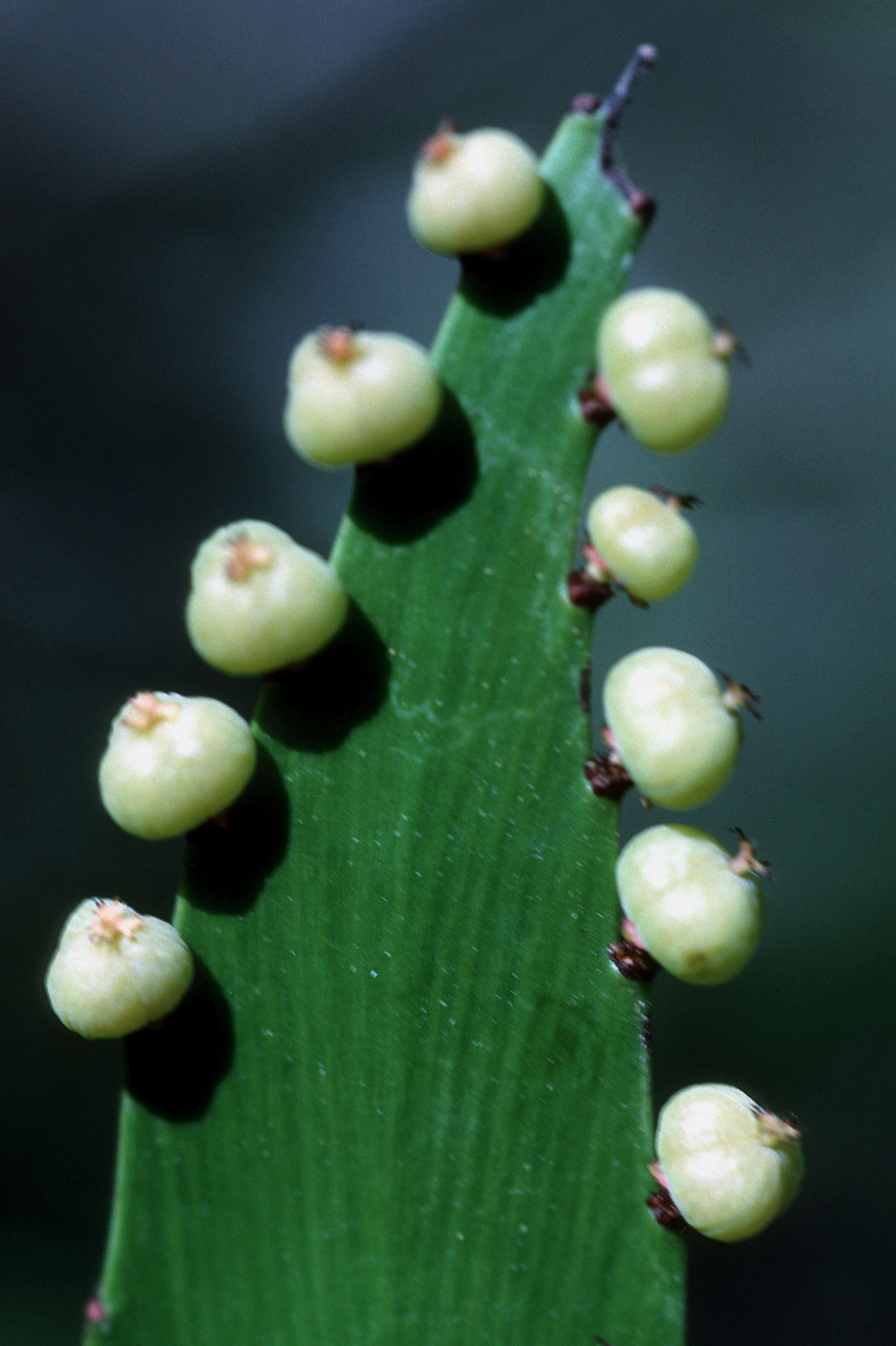 Слика од Phyllanthus epiphyllanthus L.