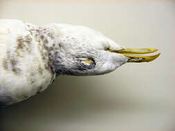 Image of Larus canus kamtschatschensis Bonaparte 1857