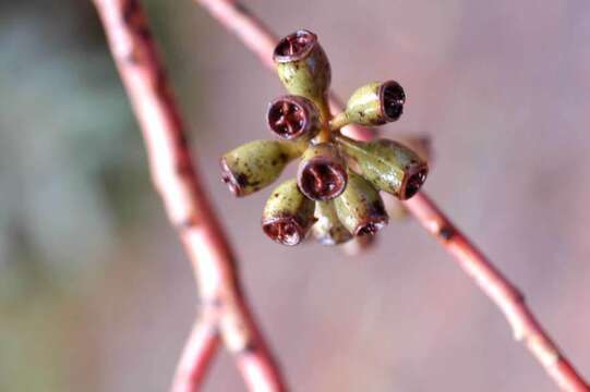 Imagem de Eucalyptus robusta Sm.