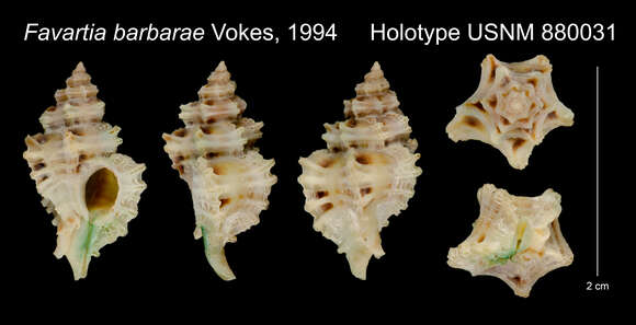 Sivun Favartia barbarae Vokes 1994 kuva