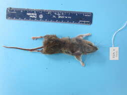 Image of Deer Mouse