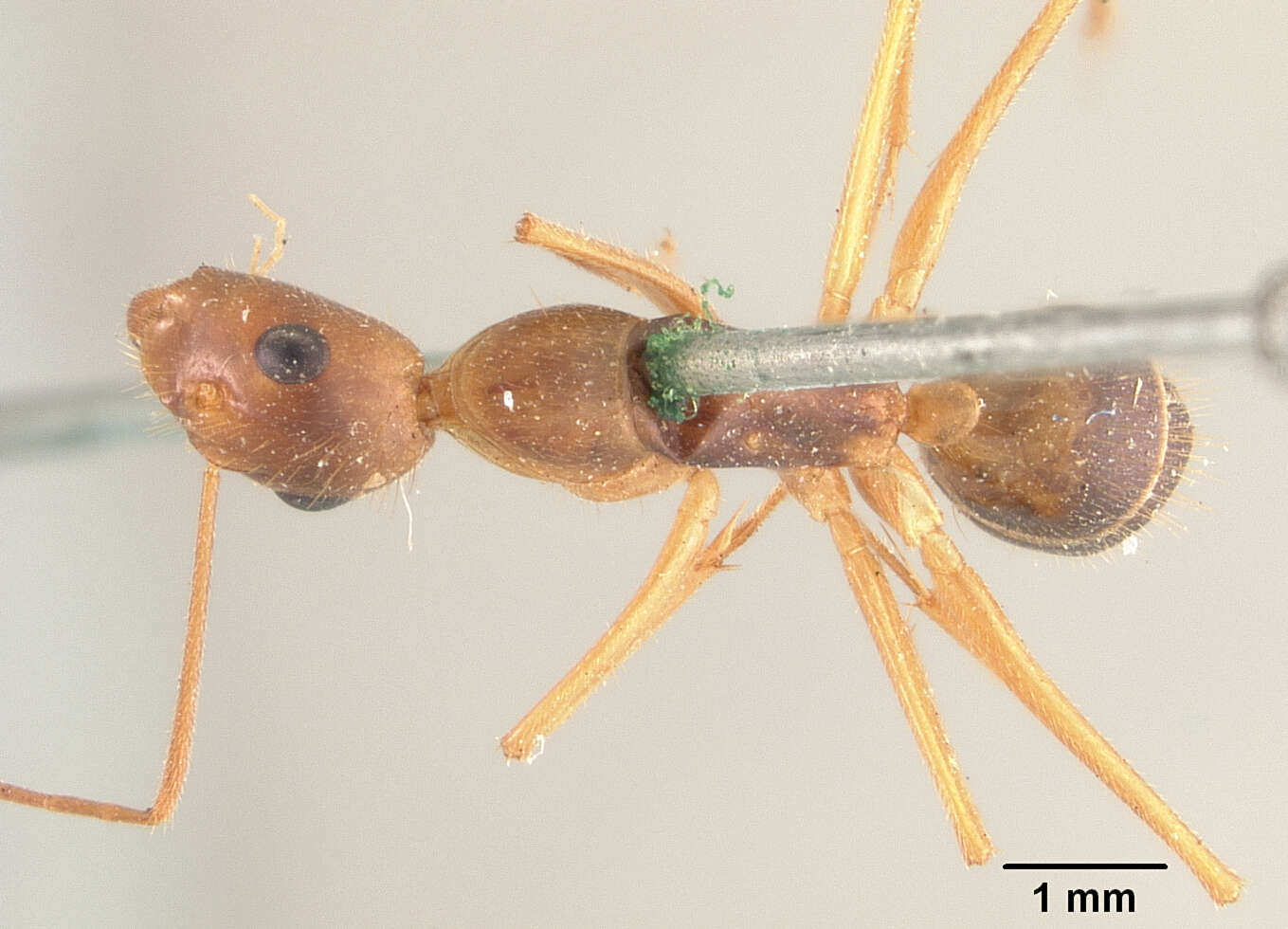 Plancia ëd Camponotus maculatus (Fabricius 1782)