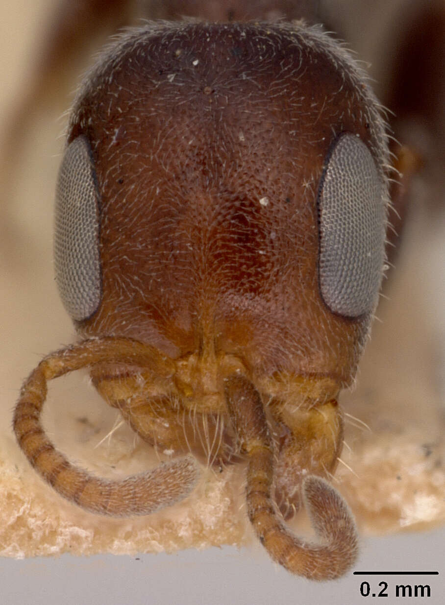 Image of <i>Pseudomyrma elongata</i> Guérin-Ménéville 1844