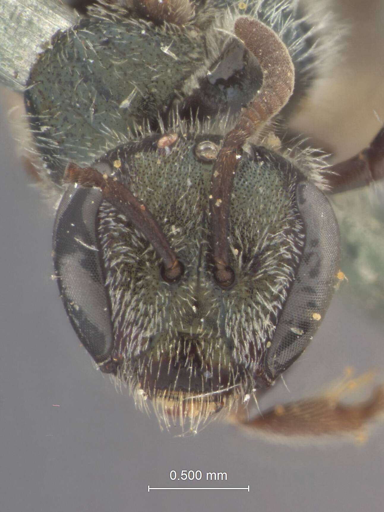 Image of Halictus