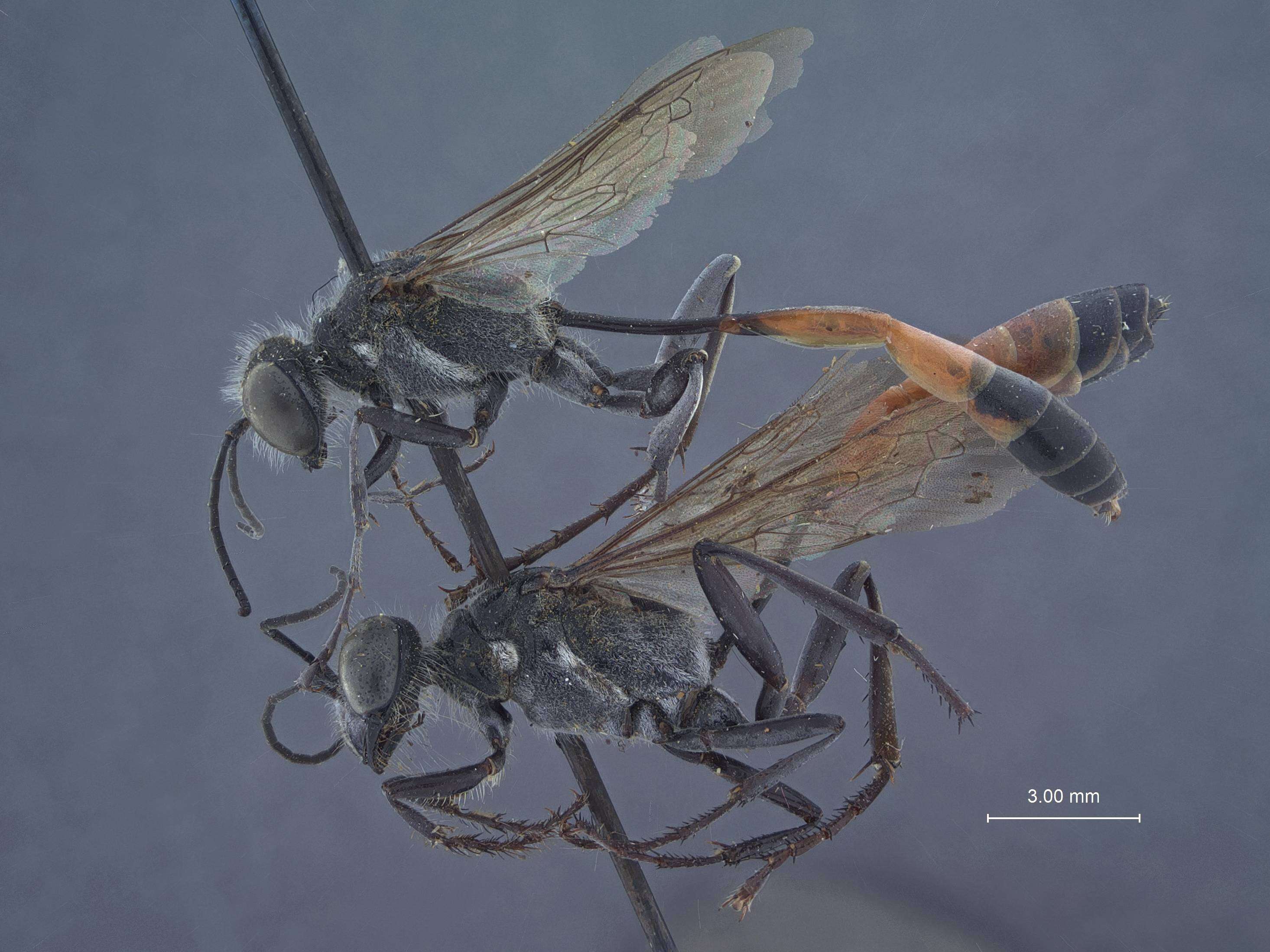 Image of Ammophila azteca Cameron 1888