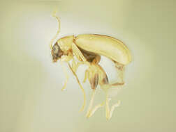 Image of Aphthona Chevrolat 1836