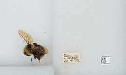 Image de Bombus insularis (Smith 1861)