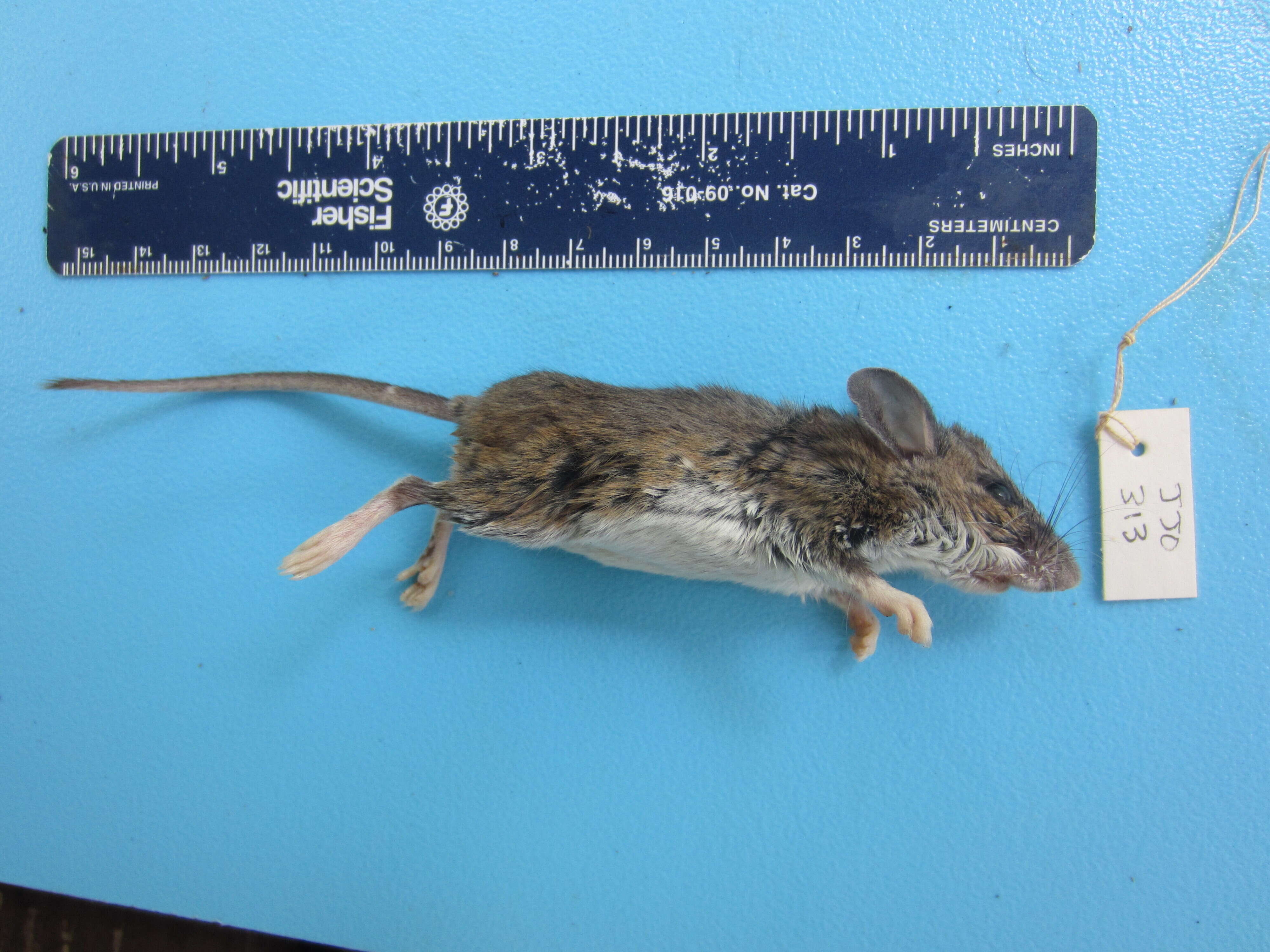 Image of White-footed Deermouse