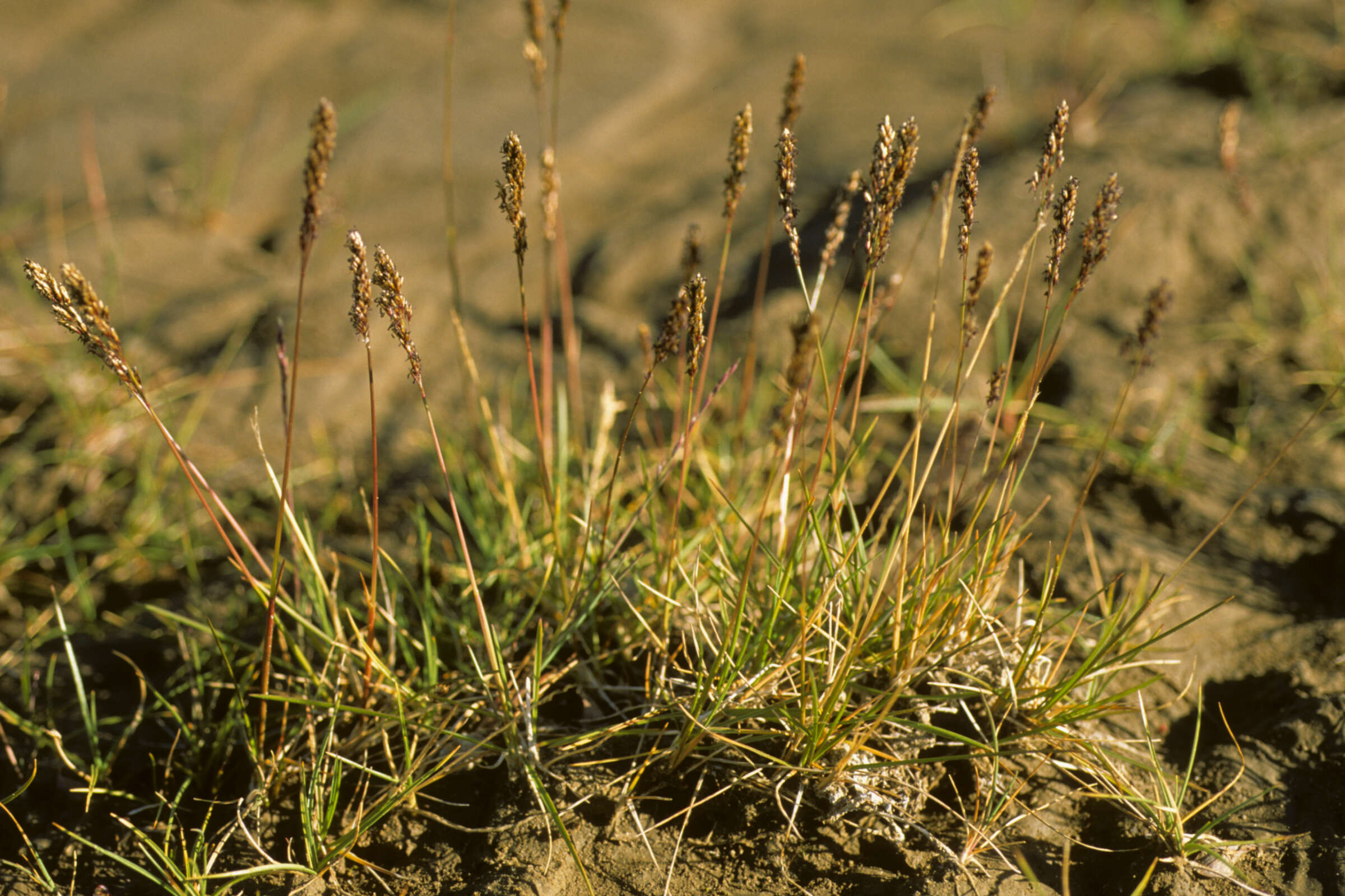 Image of Short-Leaf Hair Grass
