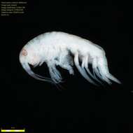 Image of Amphipoda