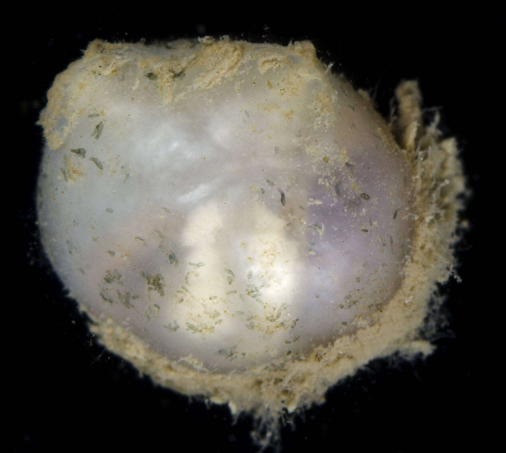 Image of Tunicate