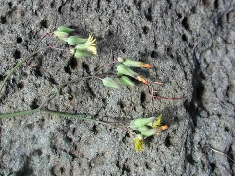 Image of Oriental false hawksbeard