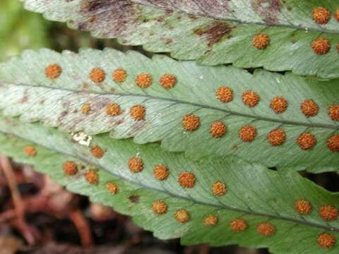 Polypodium pellucidum Kaulf. resmi