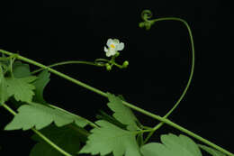 Image of balloon vine