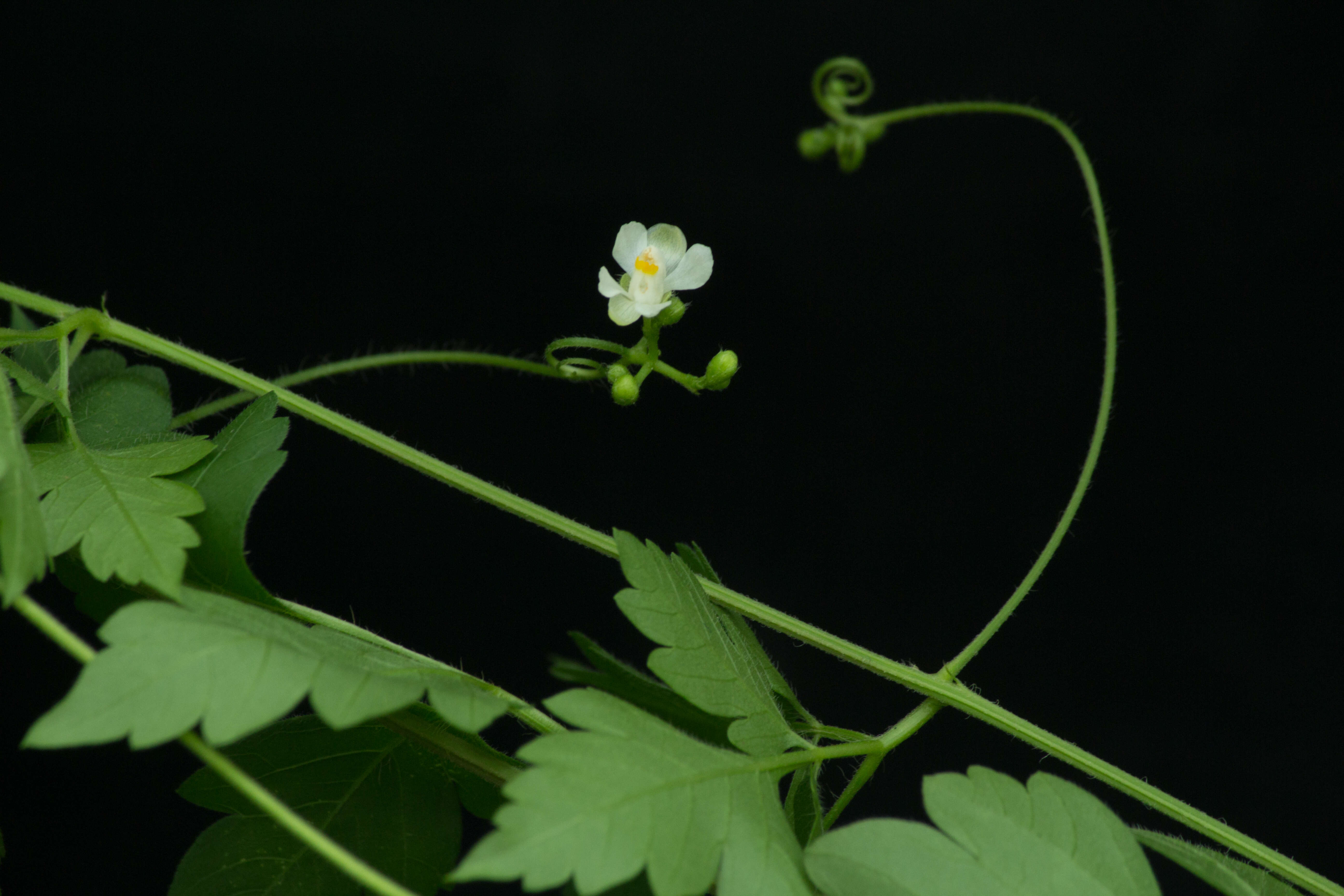 Image of balloon vine