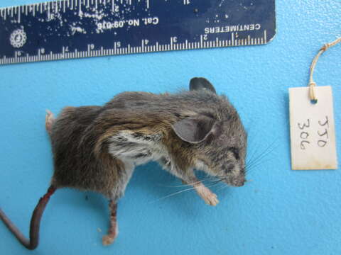 Image of White-footed Deermouse