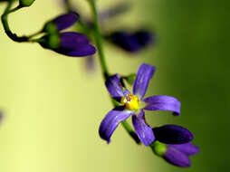 Image of Solanum uncinellum Lindl.