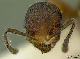 Image of Leptothorax gibbifer Baroni Urbani 1978