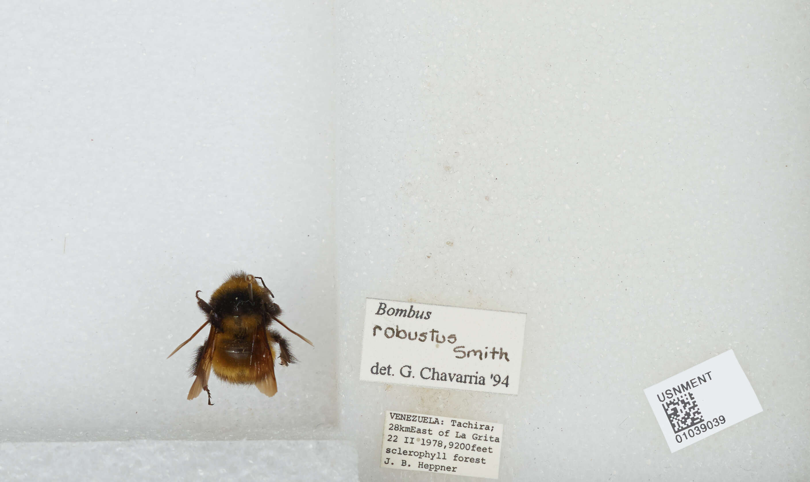 Image of Bombus robustus Smith 1854