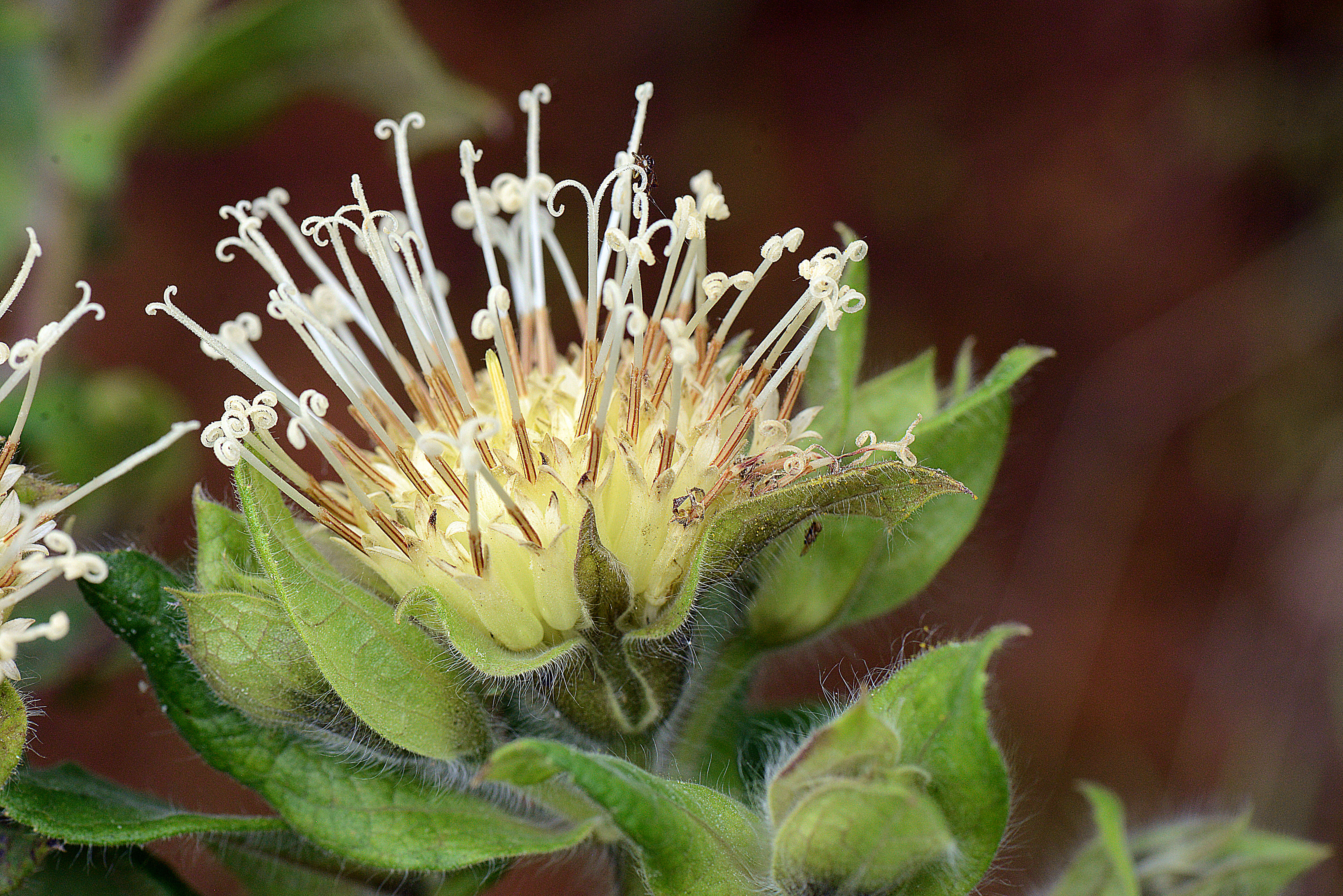 Image of Lagascea helianthifolia Kunth