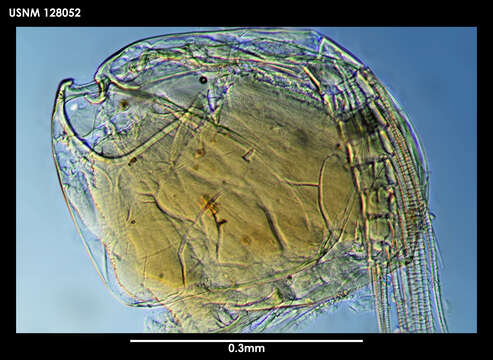 Image de Parasterope micrommata Kornicker 1975