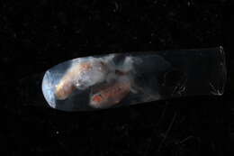 Image of cigar pteropod