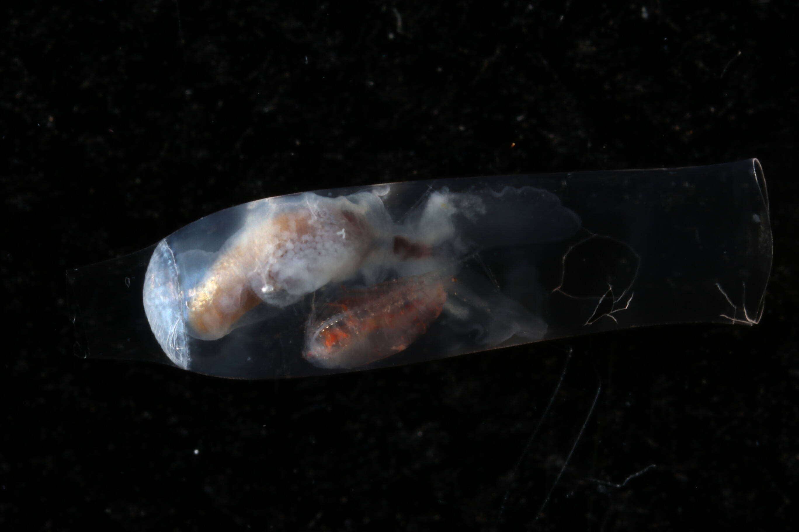 Image of cigar pteropod