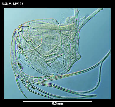 Image de Synasterope brachythrix Kornicker 1975