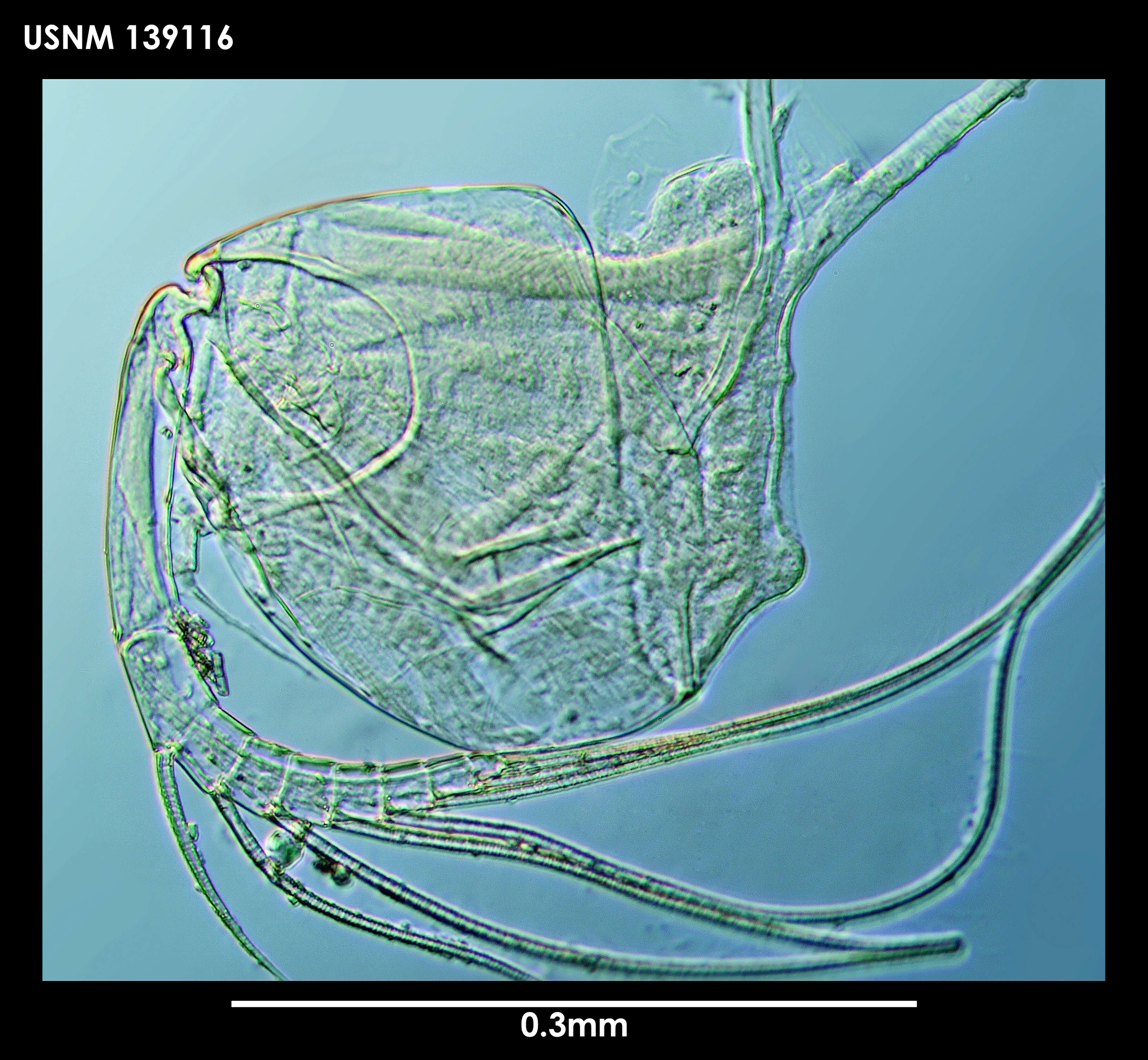Image de Synasterope brachythrix Kornicker 1975