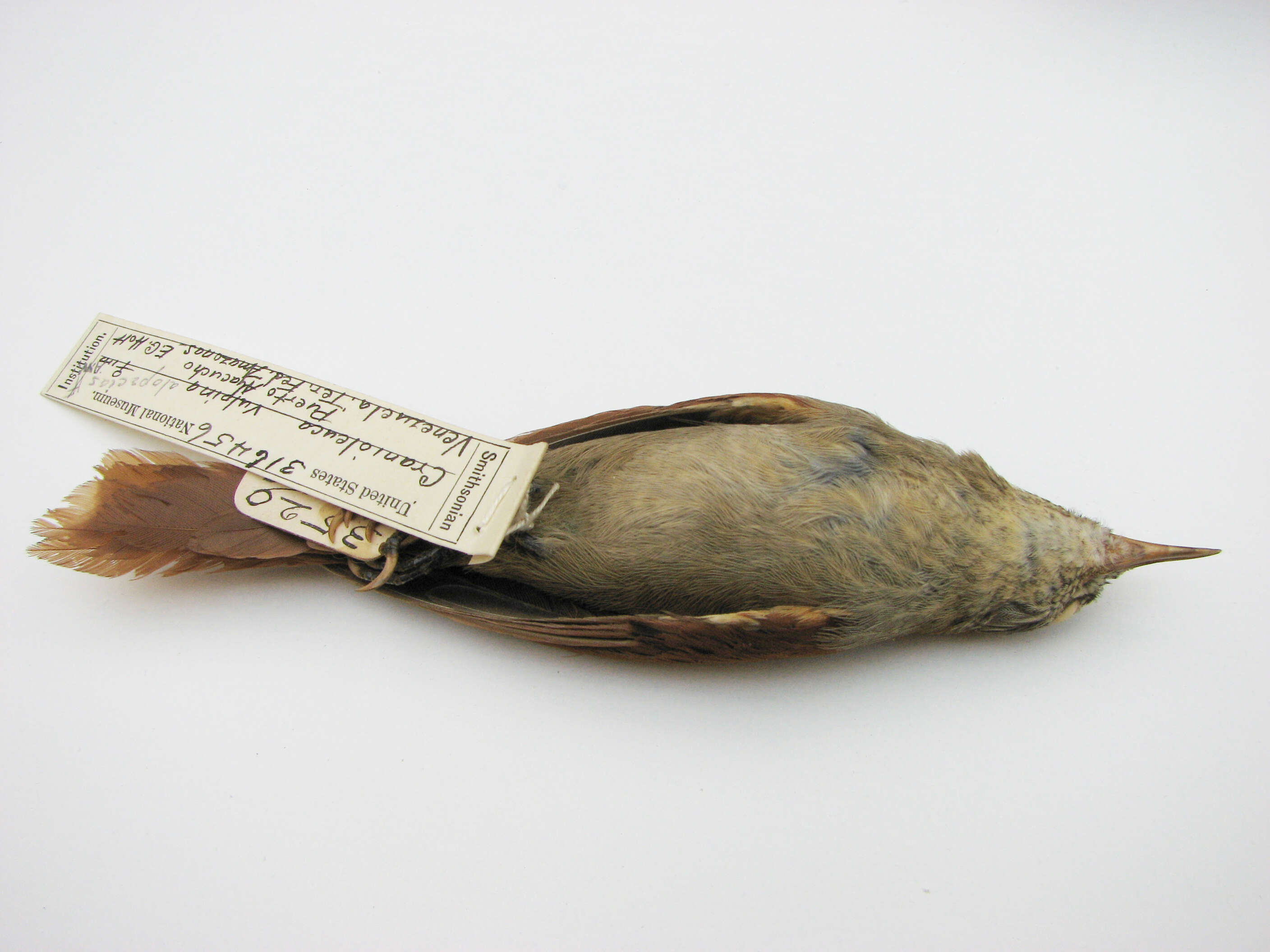 Image of Cranioleuca vulpina alopecias (Pelzeln 1859)